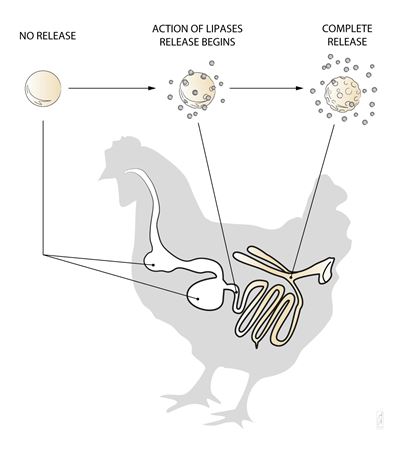 Galliacid®S Poultry Slow Release